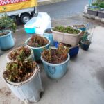【鹿児島市紫原】重たい植木鉢・プランターの大量処分｜土が入ったままでOK！回収費用5,500円の事例